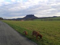 Gassiservice, Dogwalking, Hundebetreuung, Hundepension, Hundetagesbetreuung in der Sächsischen Schweiz