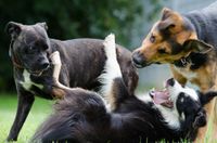 Hundespielstunde in Bad Schandau